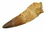 Real Spinosaurus Tooth - Incredible Beast of a Tooth! #294165-1